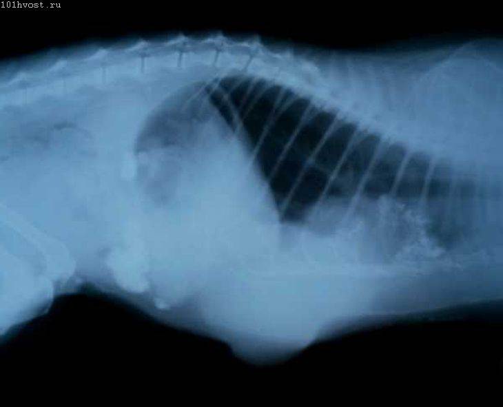 Опухоль молочной железы у кошки | сколько проживет, фото, операция