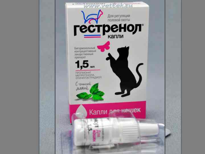 «антисекс» для кошек: инструкция, можно ли давать, аналоги препарата