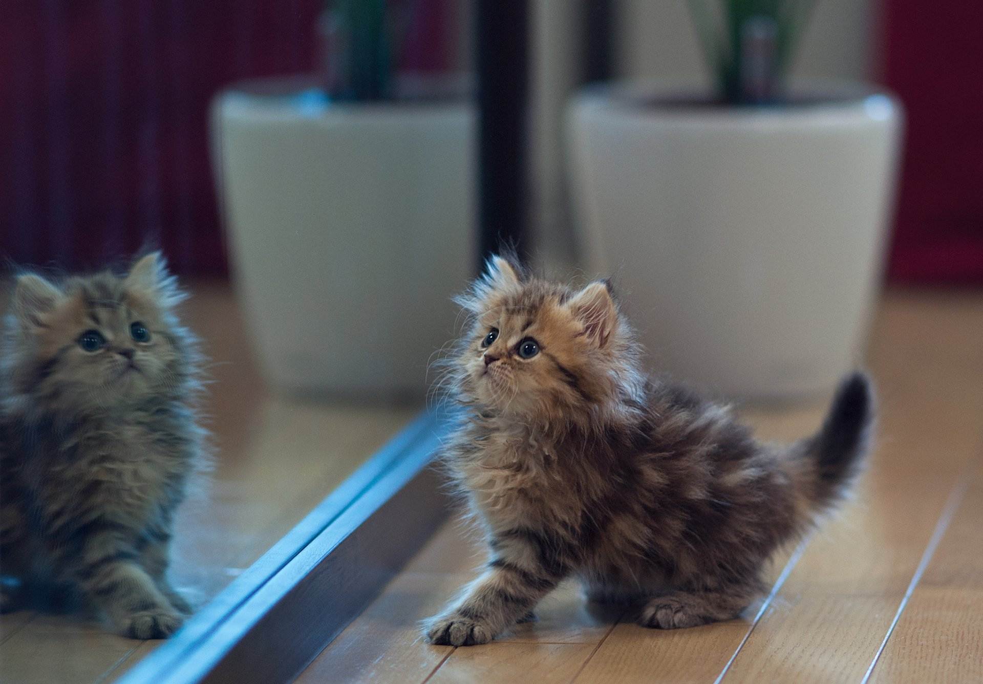 Фото и видео котят | милые, красивые, смешные, котенок