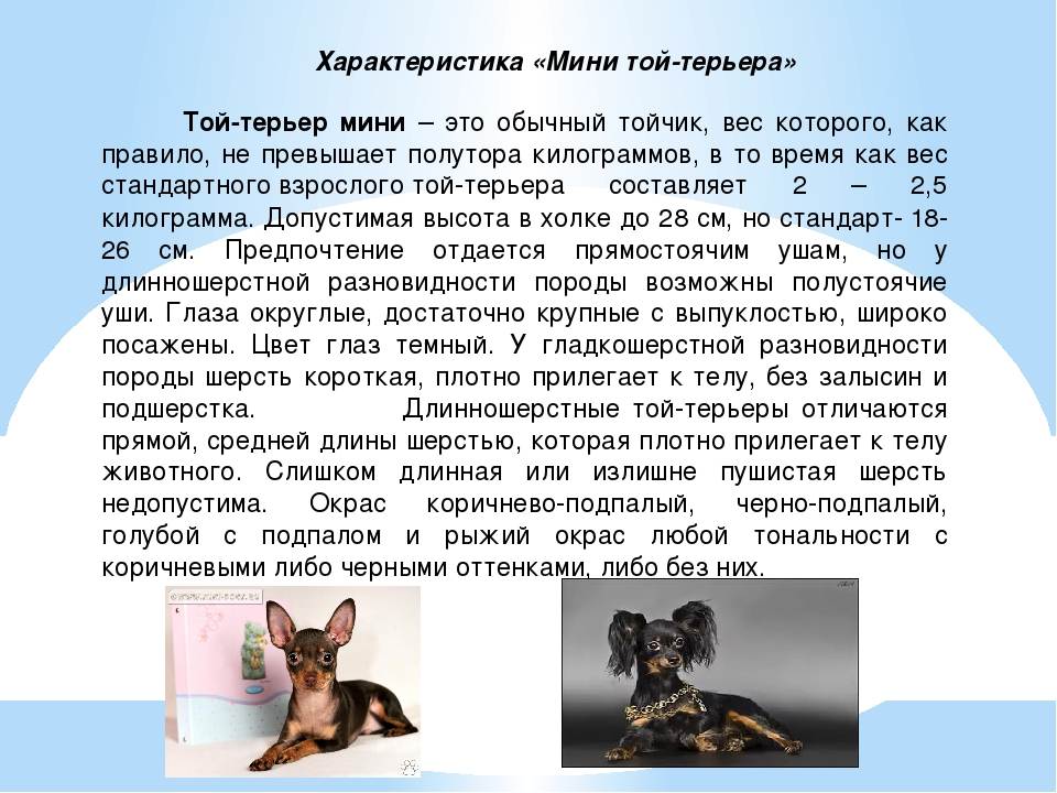 Порода собак тойчики фото и описание