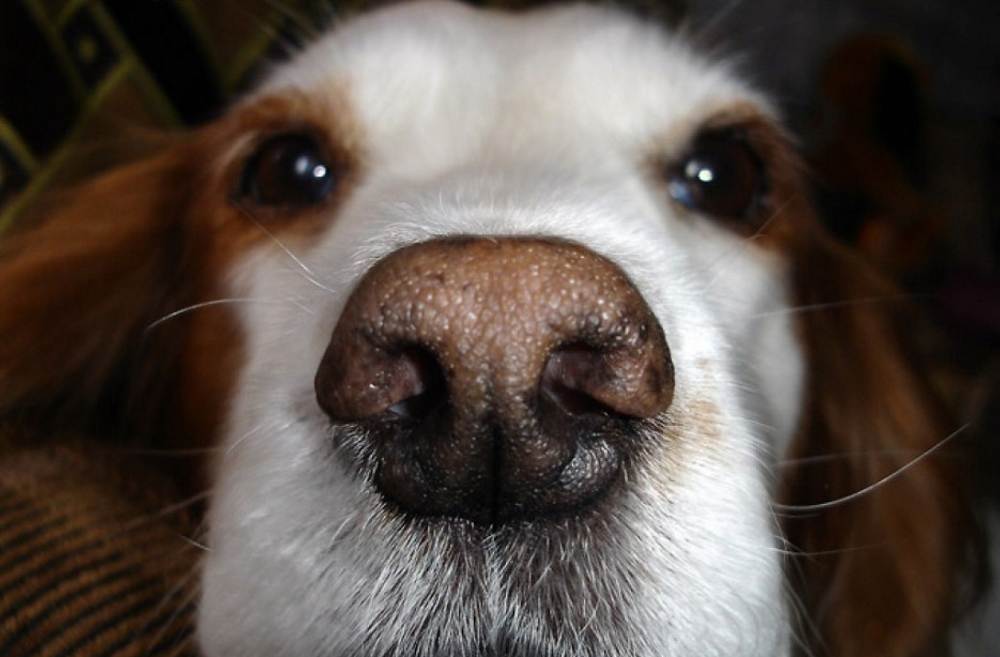 Выделения из носа у собаки: виды и способы лечение