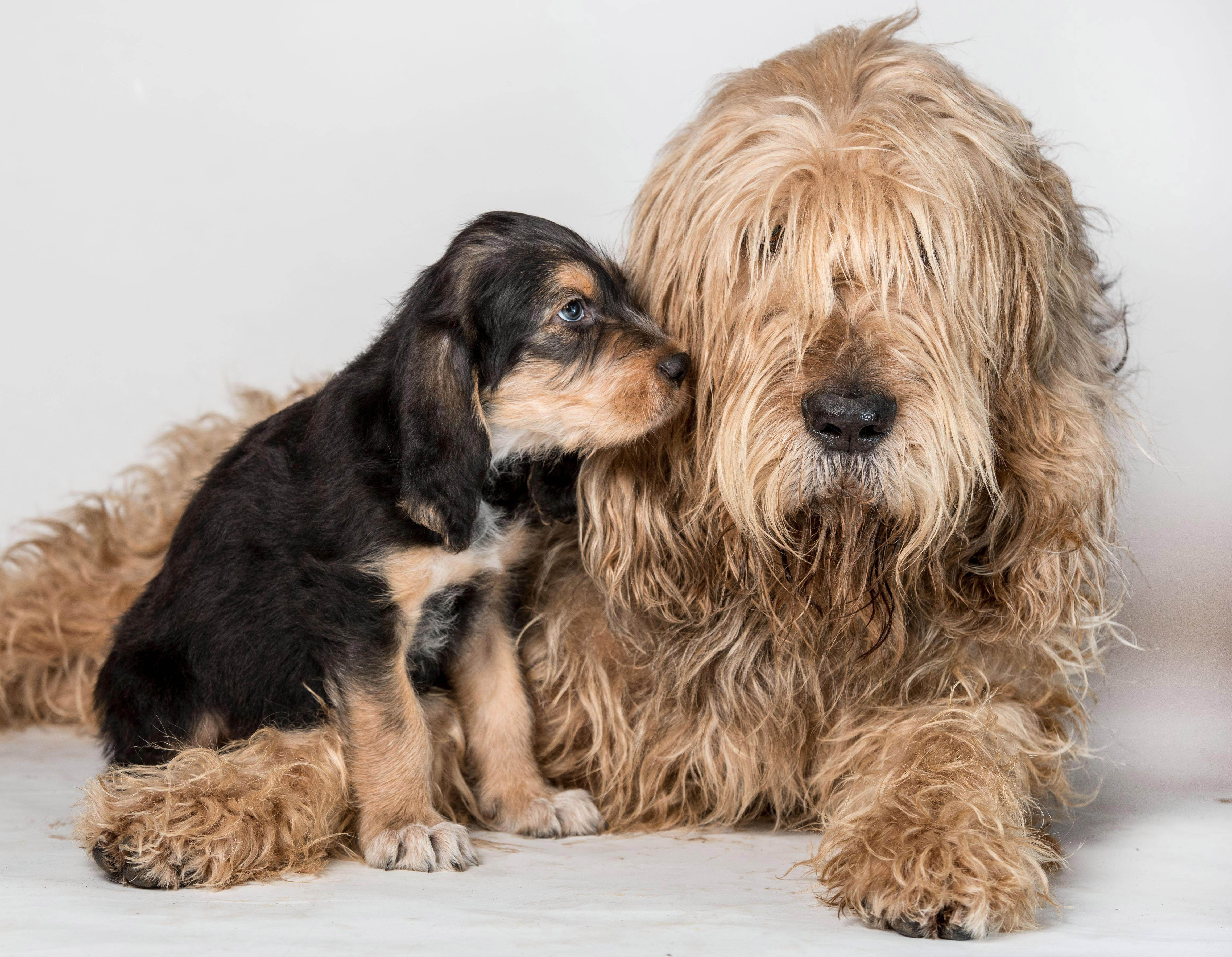 Оттерхаунд - шотландская выдровая собака - ростки жизни