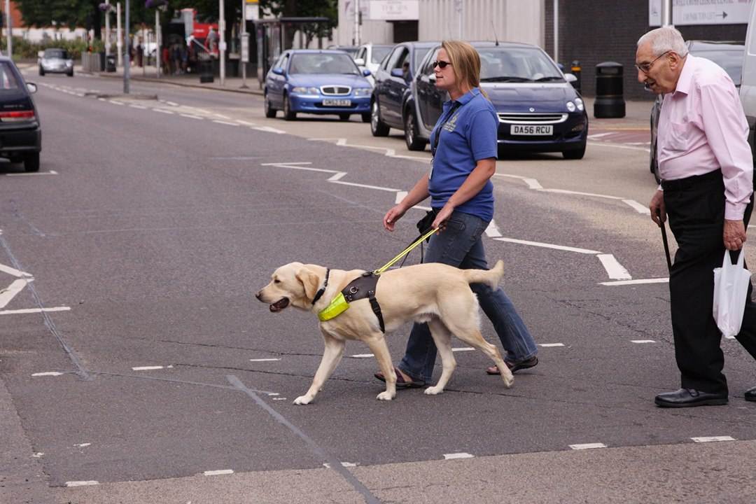 Как обучают собак-поводырей и особенности внешнего вида: умения для слепых