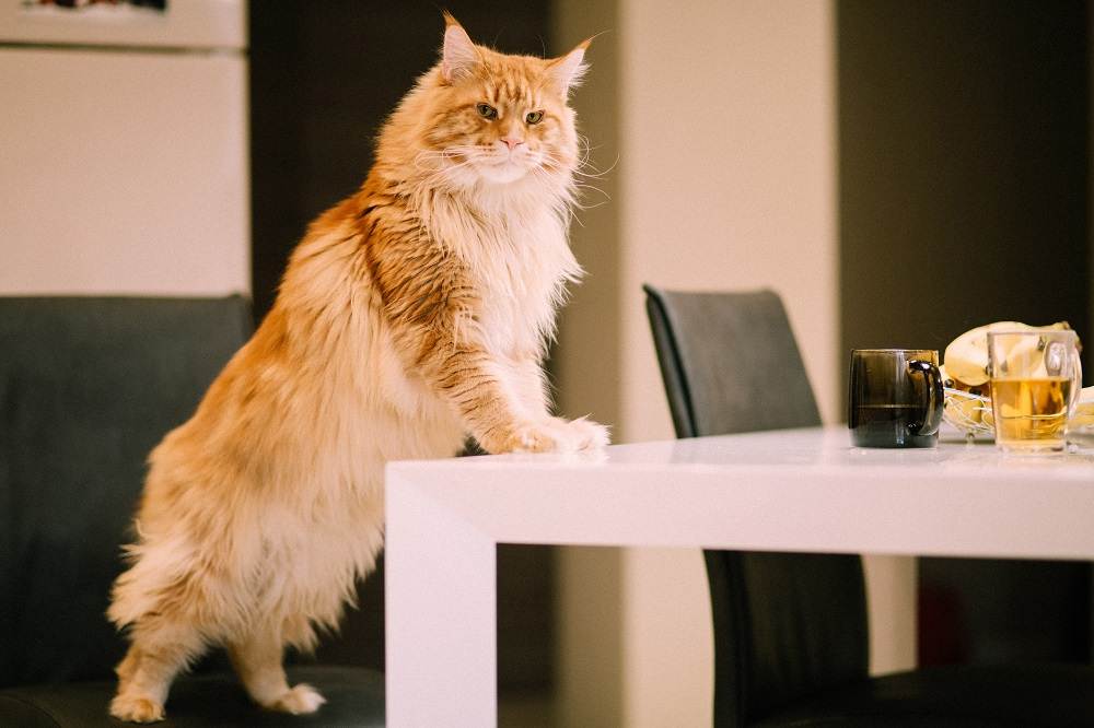 Как отучить кота лазить на стол и воровать еду: правила и секреты