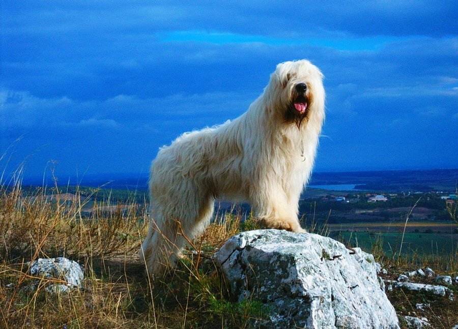 Южнорусская овчарка: характеристики породы собаки, фото, характер, правила ухода и содержания - petstory