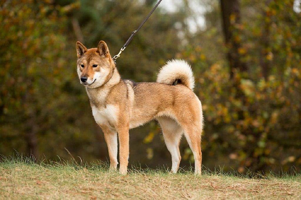 Сикоку: собака с охотничьим инстинктом. особенности ухода | medeponim.ru