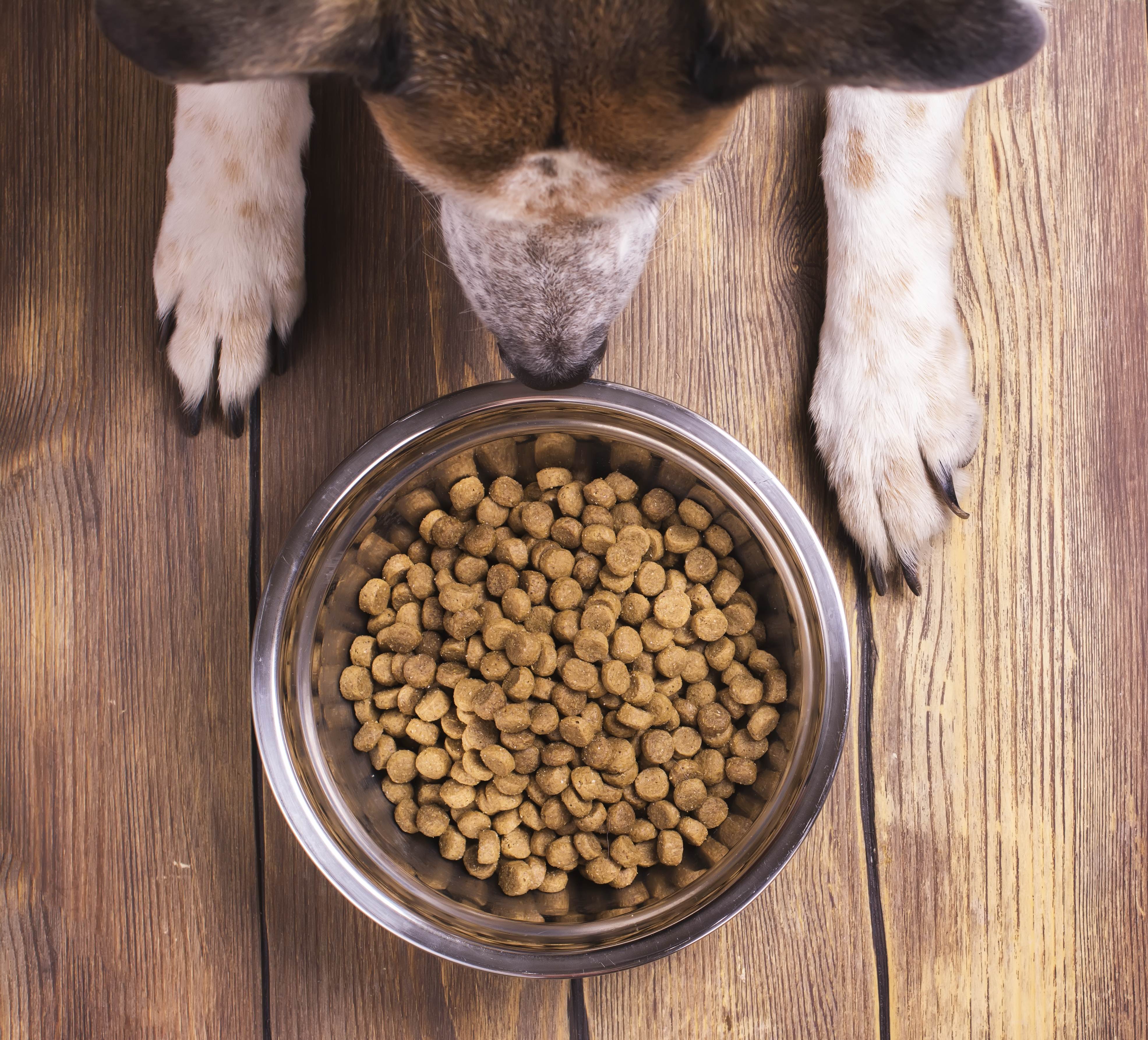 Что будет, если собака съест кошачий корм, сможет ли он полноценно заменить собачий?
