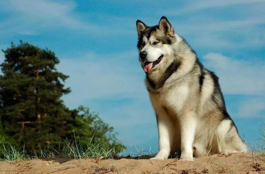 Аляскинский маламут – энциклопедия о собаках
