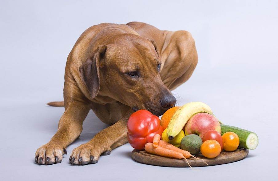 Овощи и фрукты, которые должны быть в рационе собаки