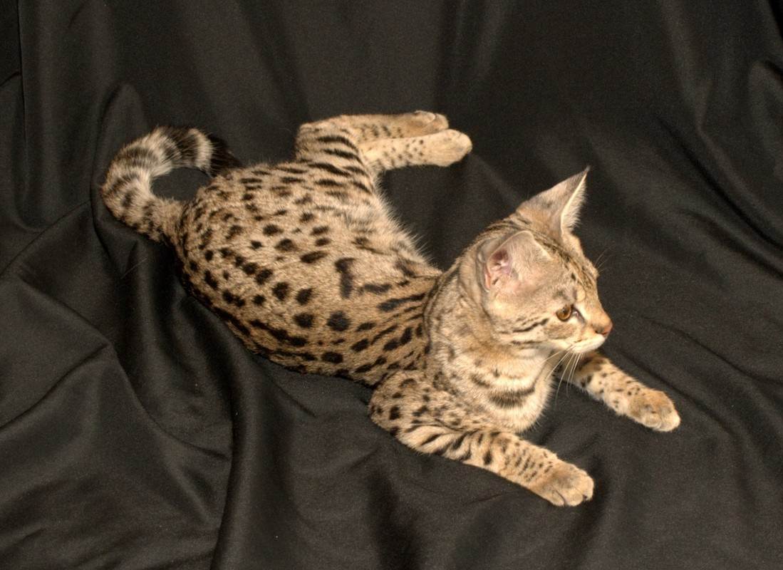 Кошка ашера: особенности породы и фото кота, содержание питомца и уход за ним