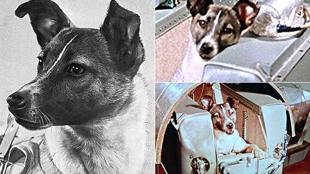 Белка и стрелка – первые собаки в космосе