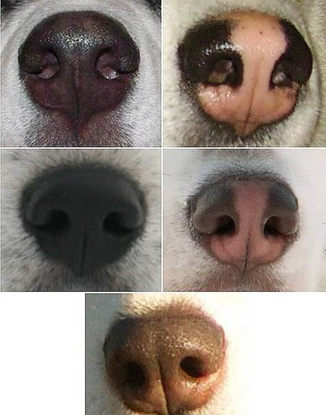 Какой нос должен быть у здоровой собаки