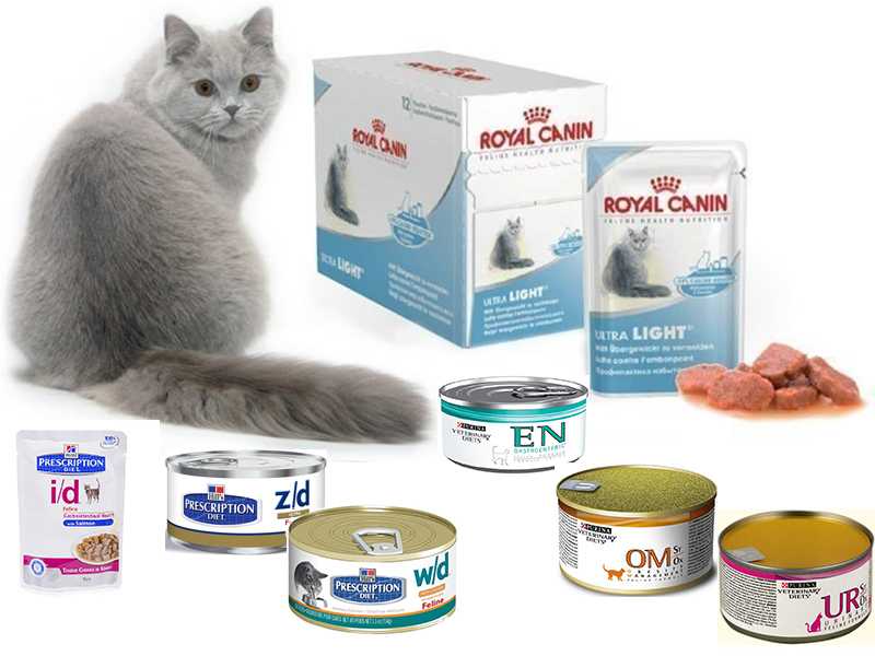 Корма для кошек с чувствительным пищеварением: особенности корма, популярные фирмы-производители, памятка по расчету суточной порции