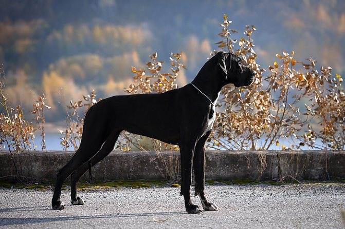 Описание породы собак немецкий дог: характер, уход, предназначение