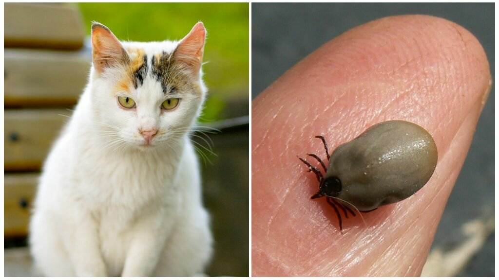 Ушной клещ у кошек: лечение с помощью лекарств и мазей, как распознать на ранних и поздних стадиях, опасность для животных и человека