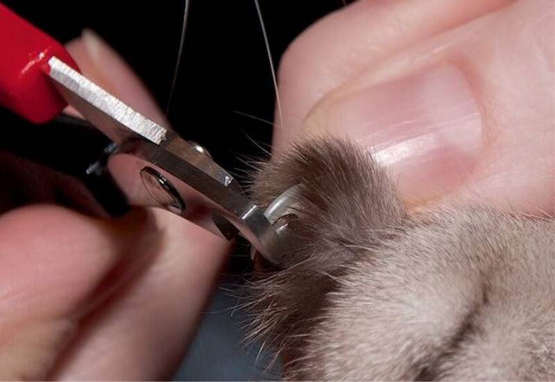 Немного о «красе ногтей» или как подстричь когти собаке?