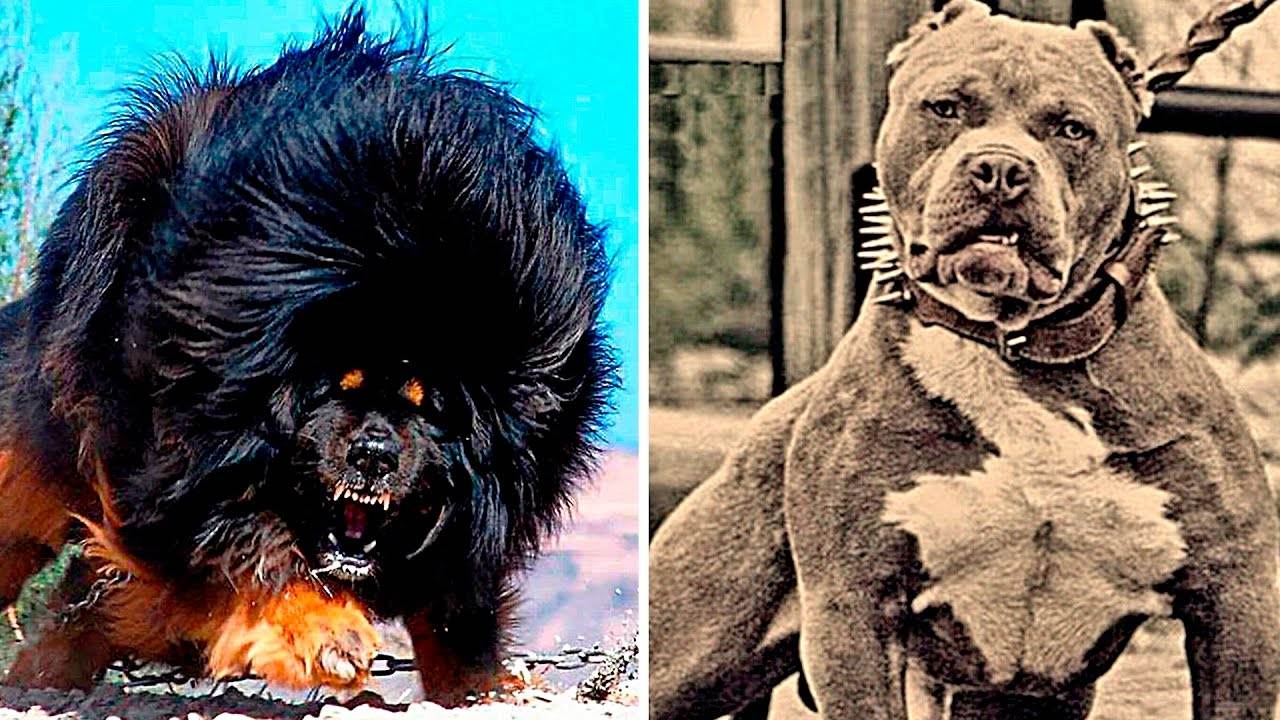 Рейтинг самых опасных пород собак в мире — 10 самых опасных собак для человека