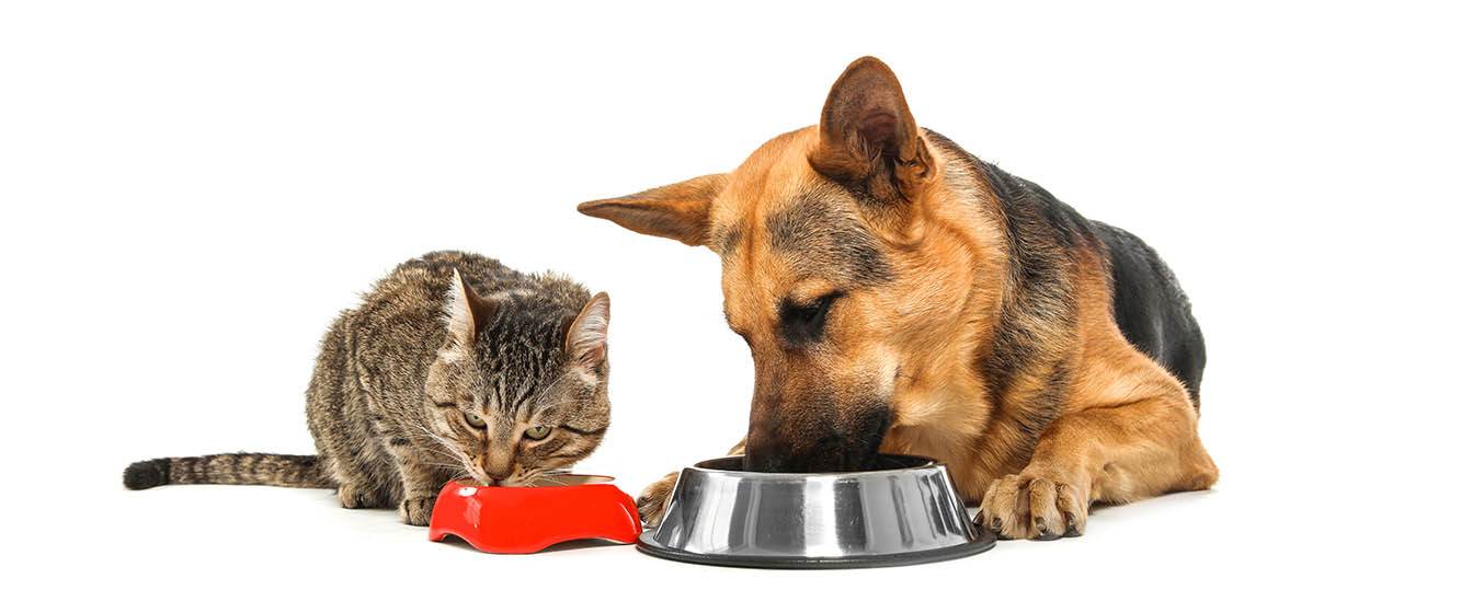 Можно ли кошкам собачий корм: да, нет, и почему