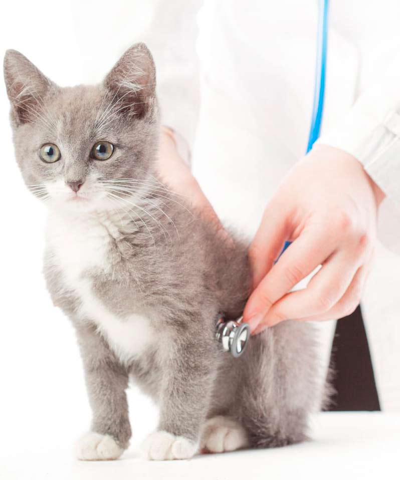Диагностика и лечение вирусной лейкемии кошек