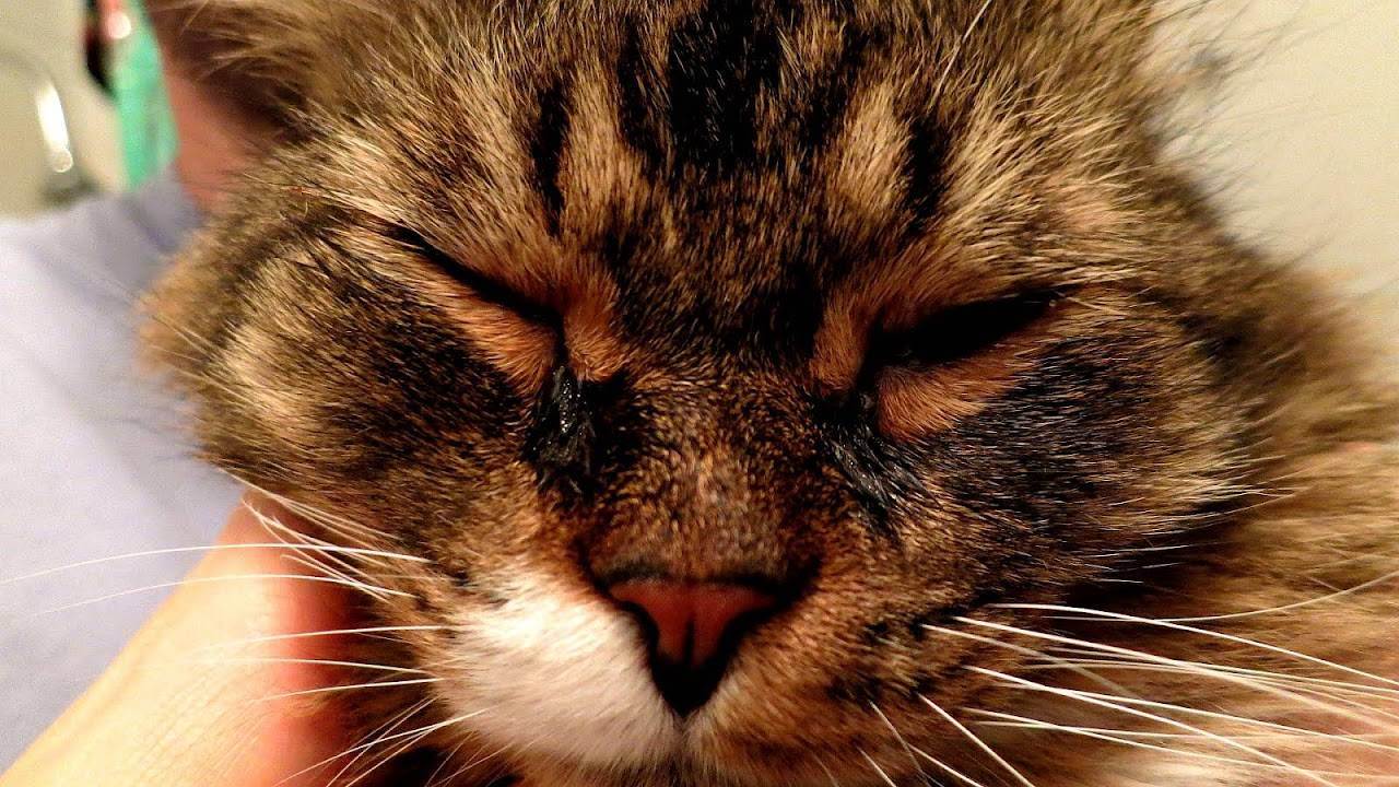 Симптомы и лечение конъюнктивита у кошек