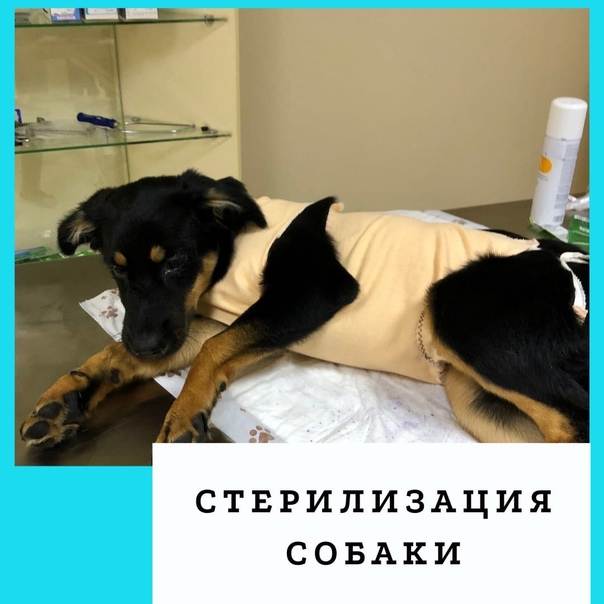Стерилизация и кастрация собак: плюсы и минусы, проведение процедуры у сук и кобелей, подготовка и восстановительный период