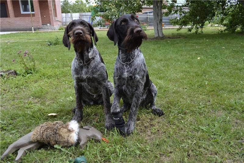 Рассмотрите фотографию собаки породы немецкий дратхаар. Дратхаар. Немецкая жесткошерстная легавая дратхаар. Дратхаар черный. Гриффонистый дратхаар.