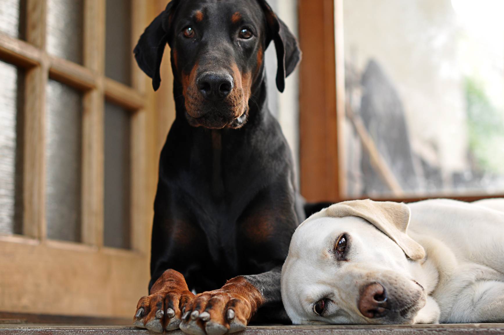 Породы собак для квартиры — названия, фото, описание