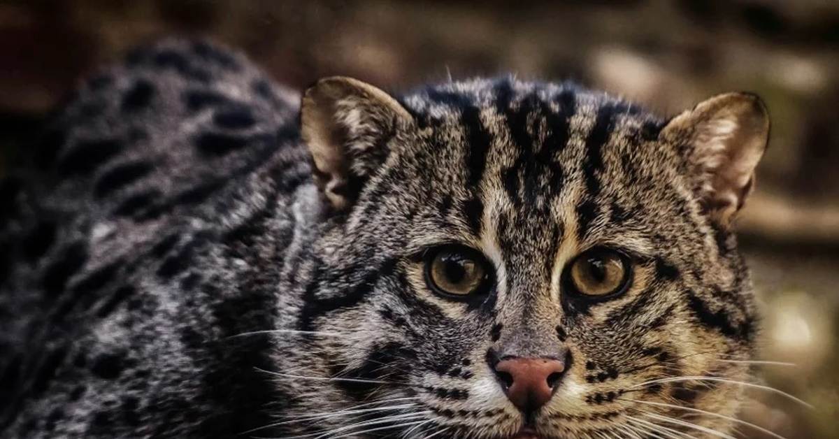Виверровый кот-рыболов (крапчатая кошка): описание с фото и видео