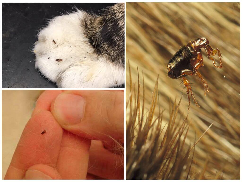 Земляная блоха: фото, укусы и аллергия. как выглядят земляные блохи