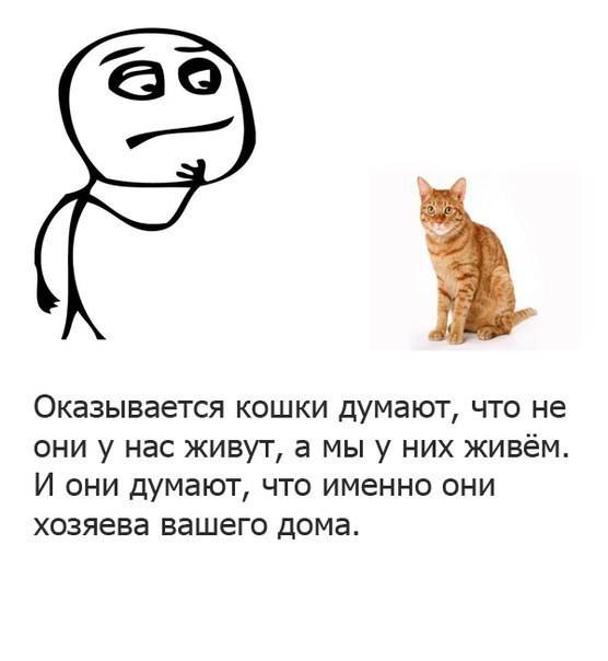 Как разговаривать с котами и кошками? ученые нашли ответ - hi-news.ru