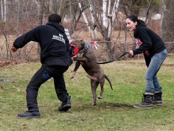 Дрессировка взрослой собаки с нуля и обучение командам