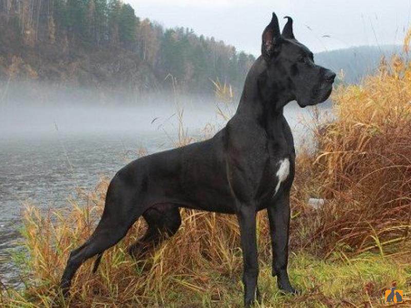 Порода собак немецкий дог (great dane), самая большая