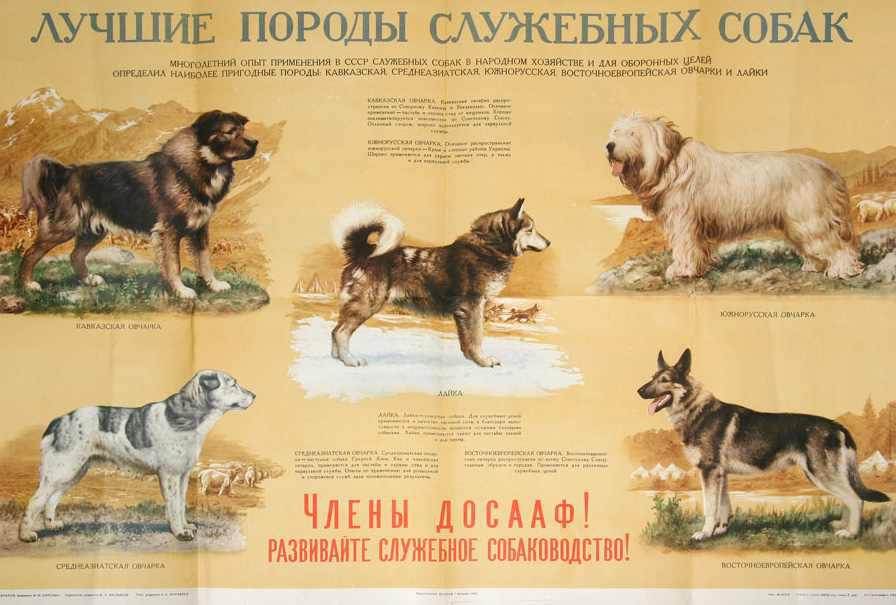 Служебные собаки