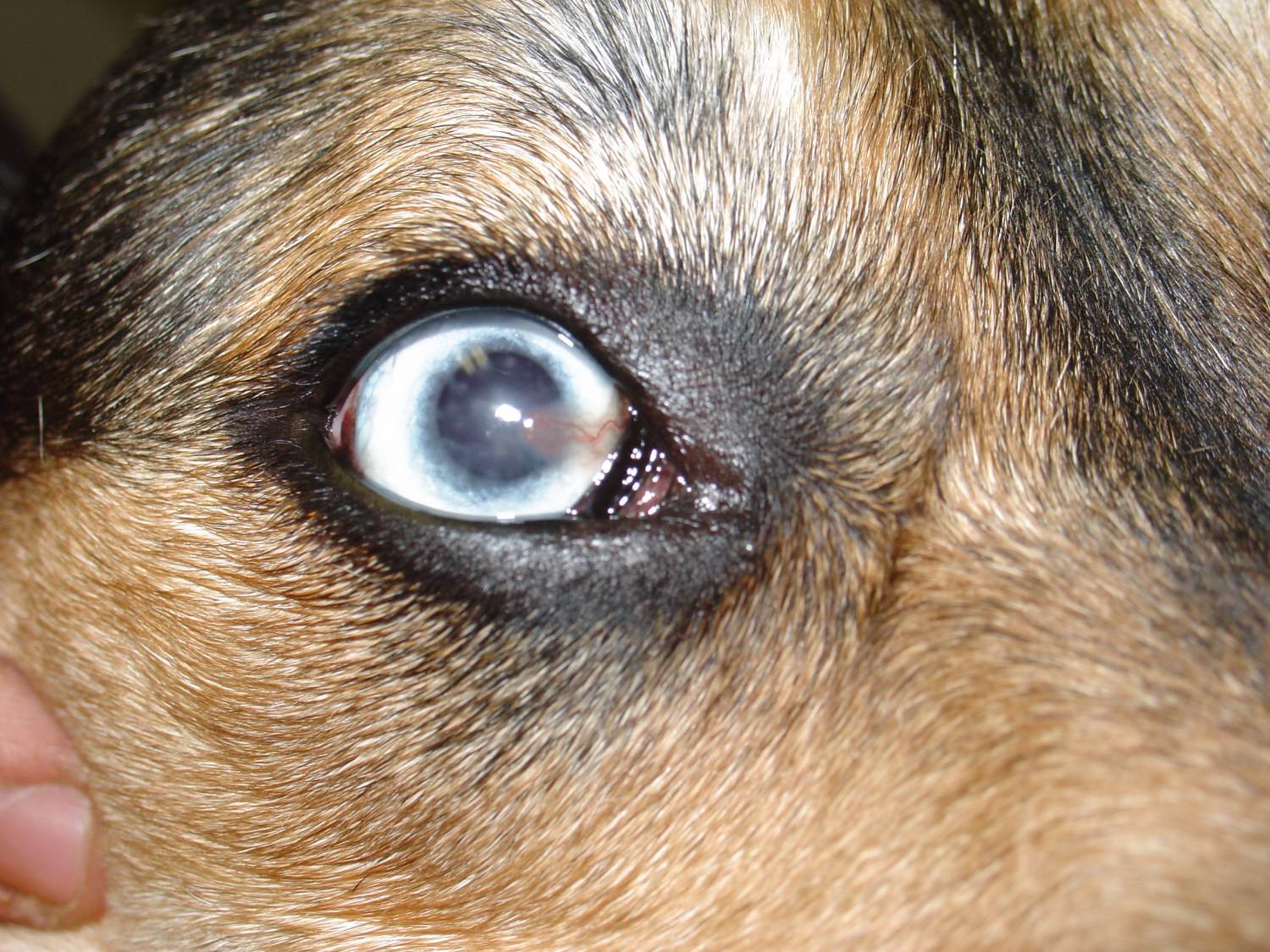Заболевания роговицы глаза:  разновидности, симптомы, лечение