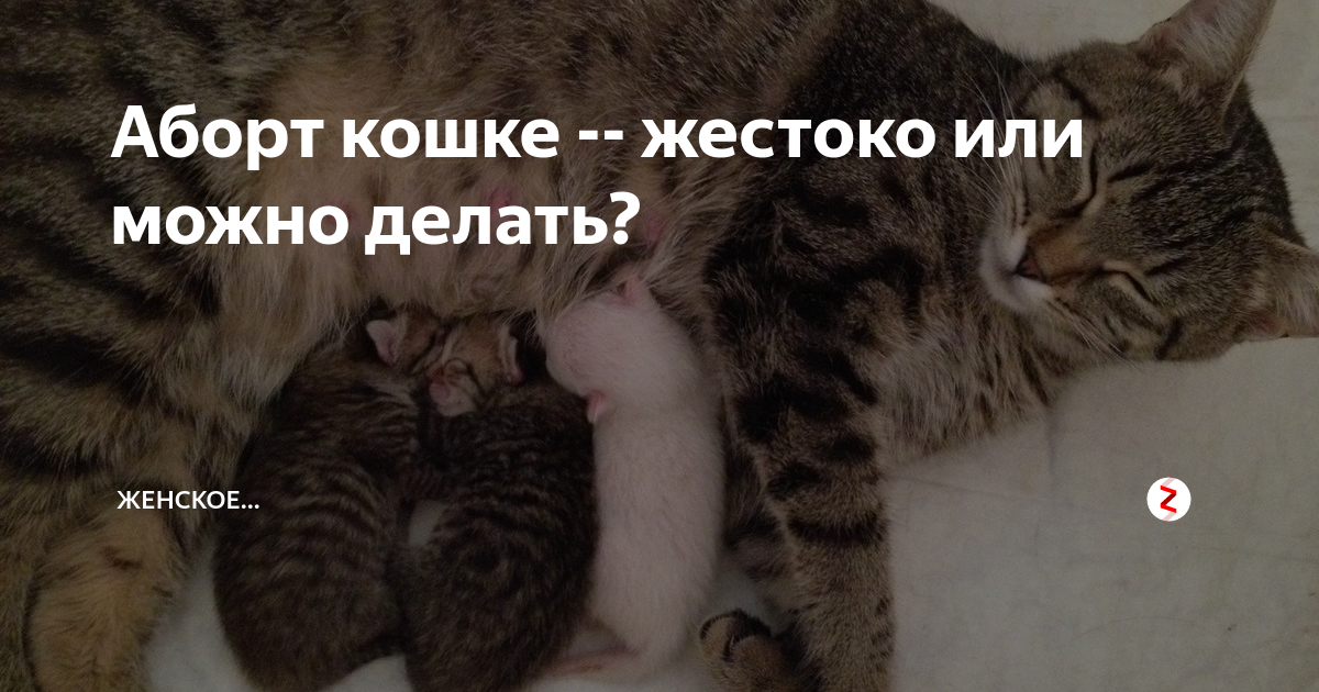 Делают ли аборты кошкам: как прерывают беременность у домашнего животного