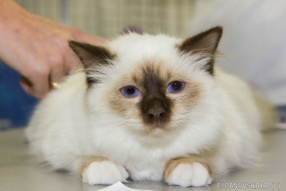 Священная бирманская кошка: описание породы, характер, фото