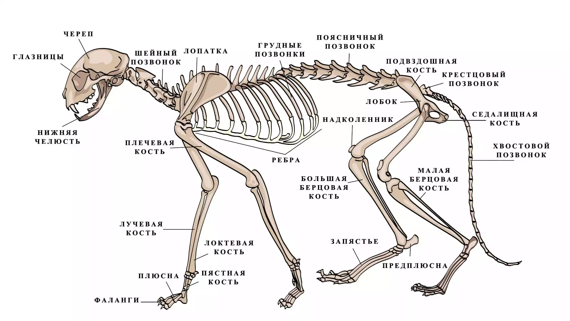 Скелет кошки - строение, анатомия, фото