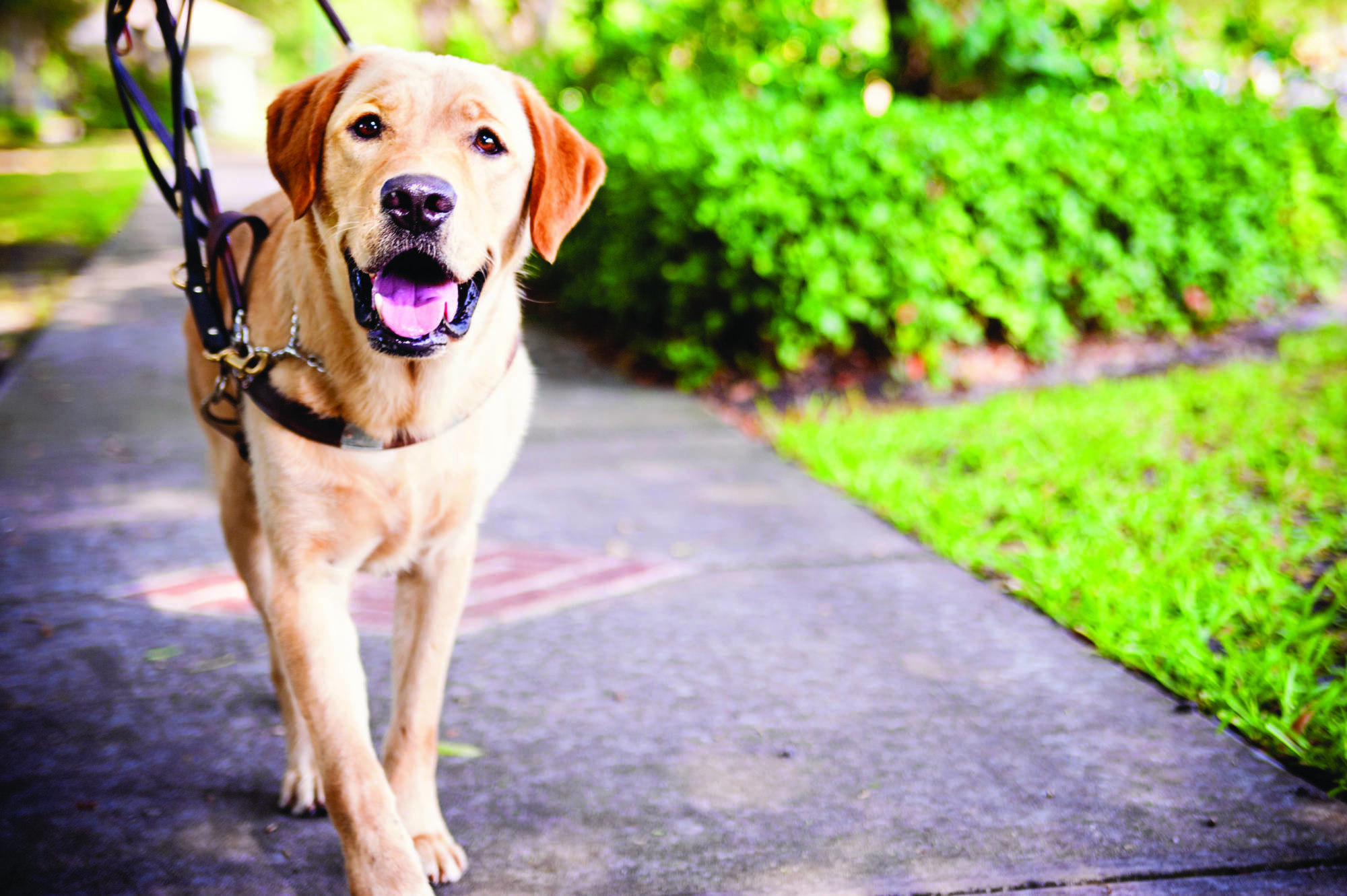 Собака поводырь для слепых: топ-10 лучших пород с названиями и фото