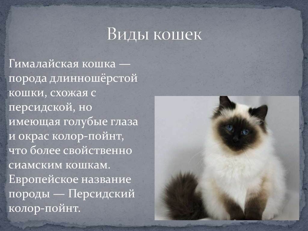 Гималайская кошка характеристика породы, фото, характер, правила ухода и содержания - petstory