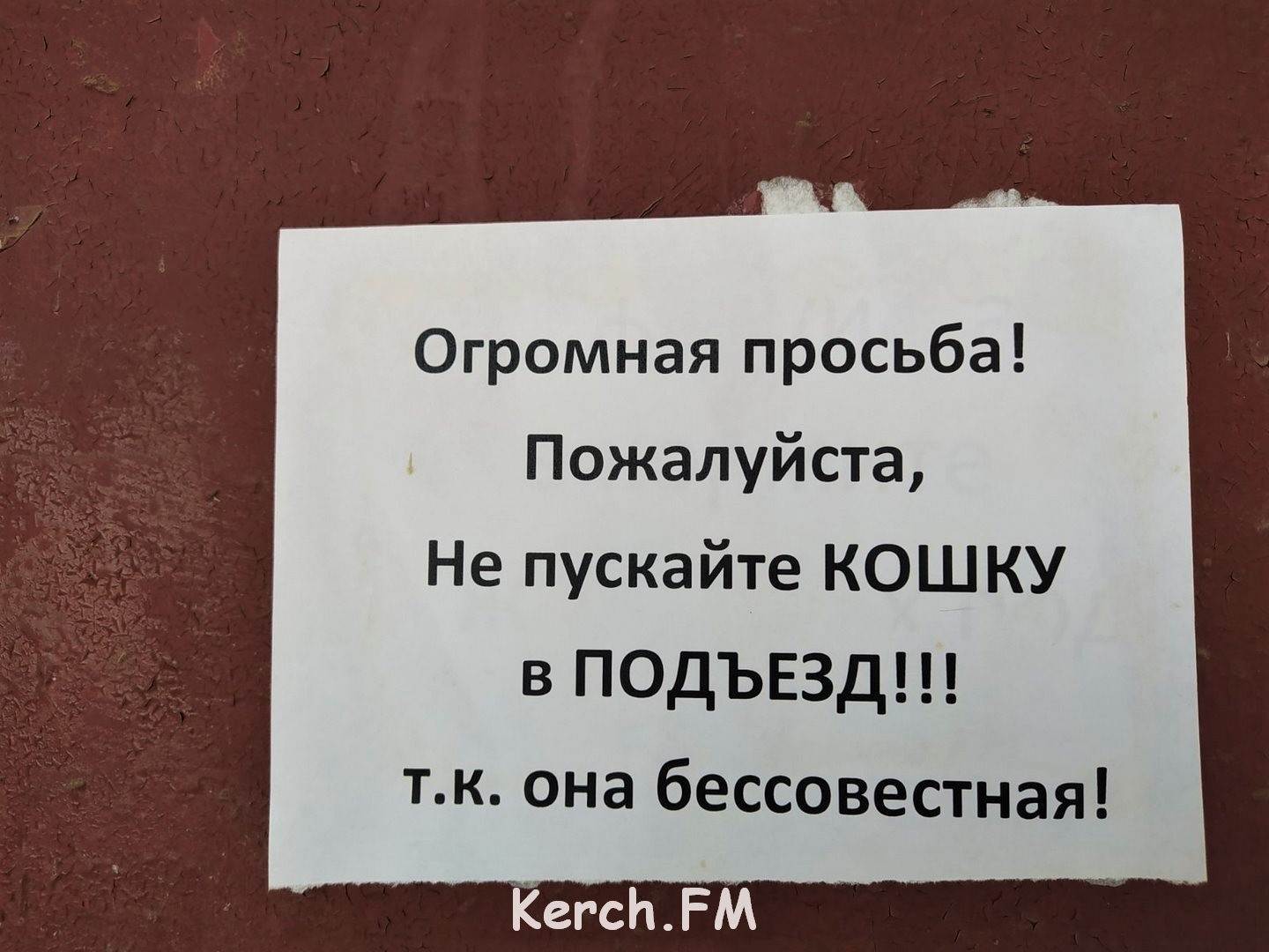 Как наказывать кошку за плохое поведение: как отругать кота?