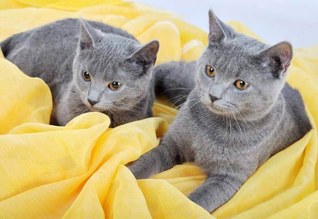 Кошка шартрез: описание породы, фото, видео, отзывы владельцев