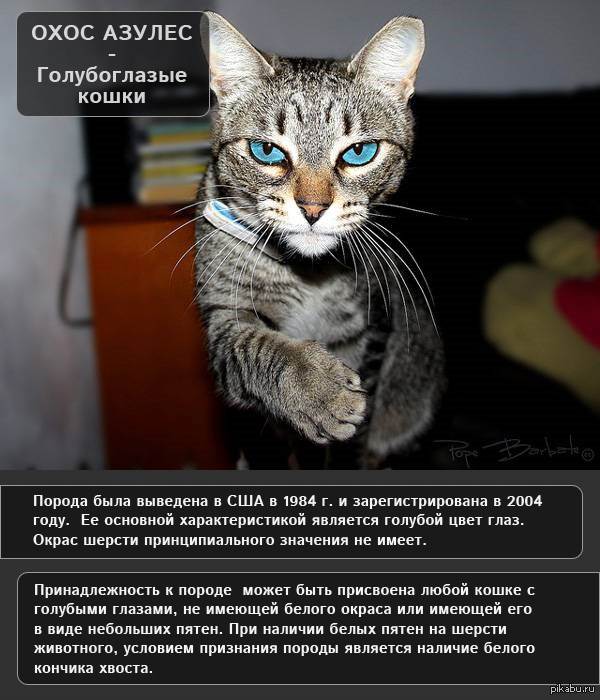 Яванская кошка (яванез): описание породы с фото — pet-mir.ru
