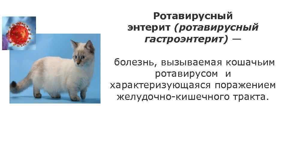 Коронавирус у кошек | tv brics, 01.01.70