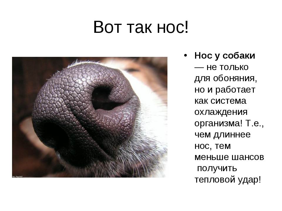Что делать если у собаки сухой нос, причины сухого и горячего носа