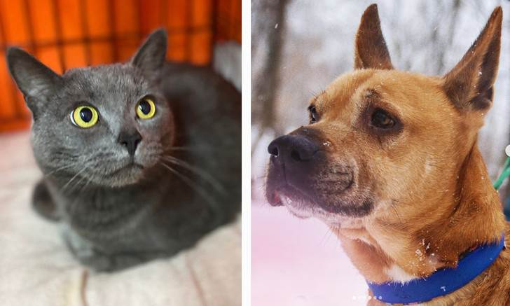 15 героических котов, которые спасли жизнь своим хозяевам