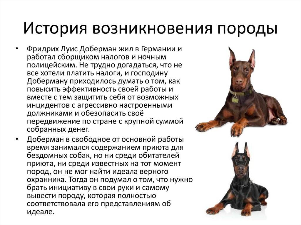 Карликовый доберман: особенности породы и правила ухода