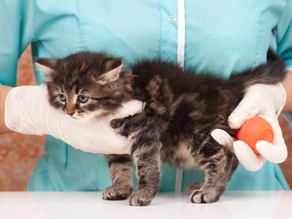 Понос у кошки: причины, лечение и профилактика