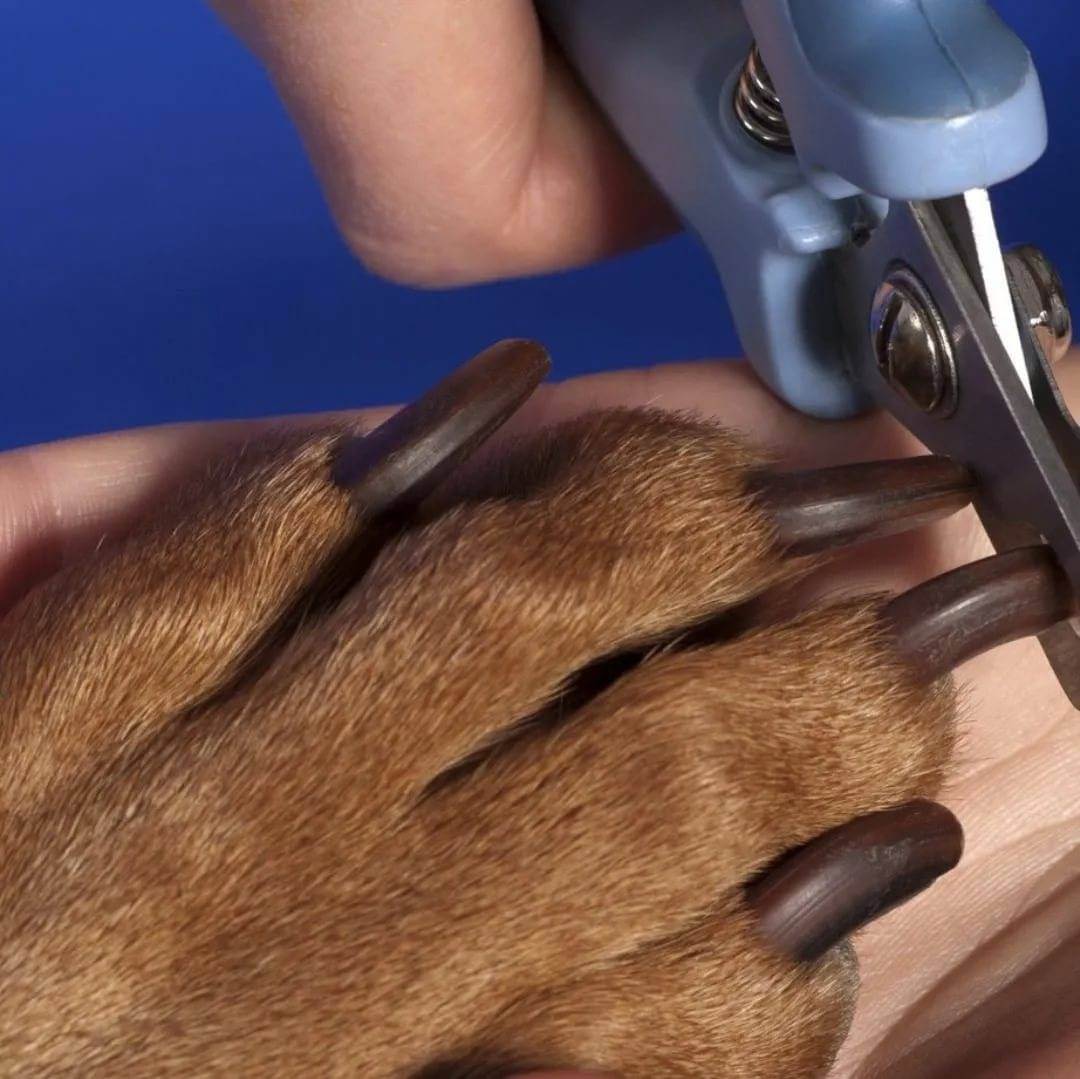 Как правильно подстричь собаке когти. частые ошибки.