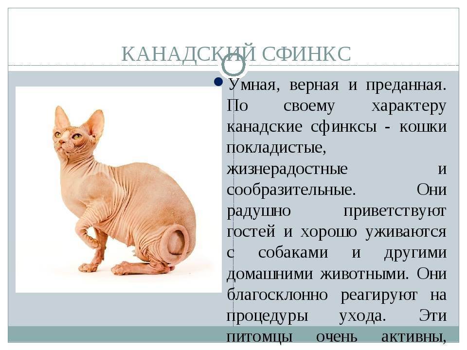 Кошка сфинкс петерболд: описание внешности и характера, уход за питомцем, выбор котёнка, отзывы владельцев, фото петербургского кота