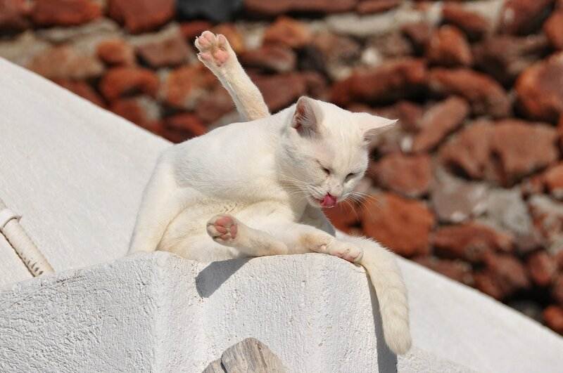Идеальная вакансия: ухаживать за кошками на греческом острове